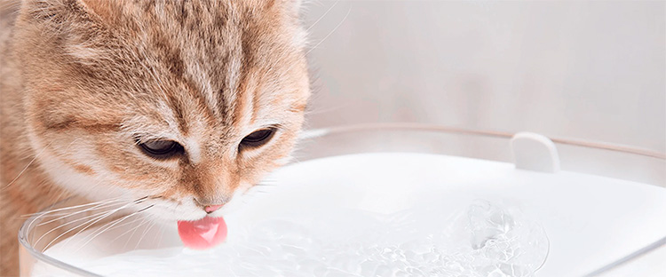 Smart Pet Fountain
